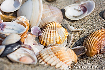 Sea shell on sand beach close up. Stock Photo