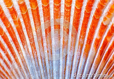 Sea Shell Scallop Fan flame Pattern Stock Photo