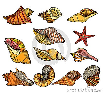Sea shell Set Vector Illustration