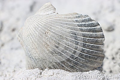 Sea Shell on the Sea Shore Stock Photo