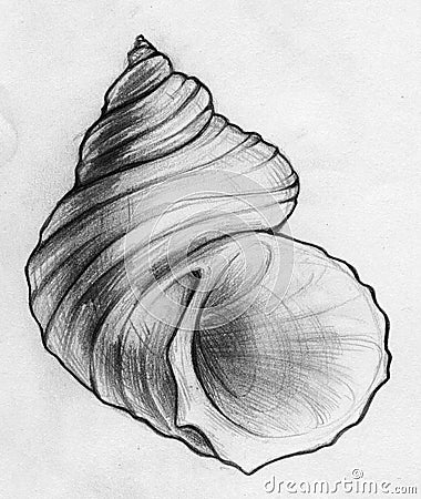 Sea shell sketch Stock Photo