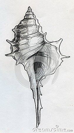 Sea shell sketch Stock Photo
