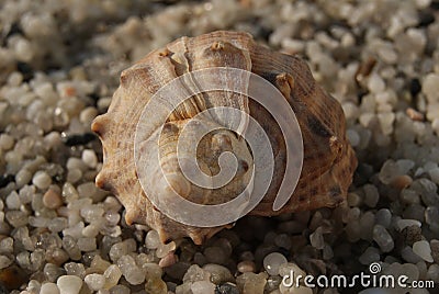 Sea shell on a small pebble shined with rising sun Stock Photo
