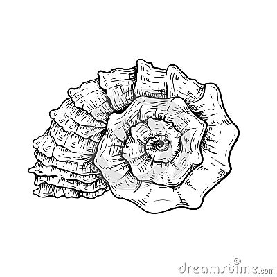 Sea shell. Snail looking conch. Hand drawn sketch style illustration. Best for summer and beach holidays designs. Vector drawing Vector Illustration