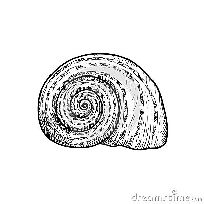 Sea shell. Snail looking conch. Hand drawn sketch style illustration. Best for summer and beach holidays designs. Vector drawing Vector Illustration