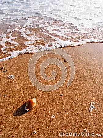 Sea shell on sunny beach Stock Photo