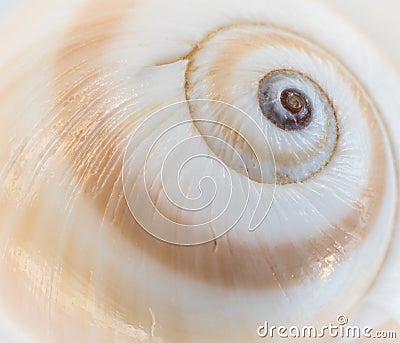 Sea shell swirl Stock Photo