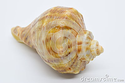 Sea shell on a white background Stock Photo