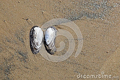 Sea shells Stock Photo