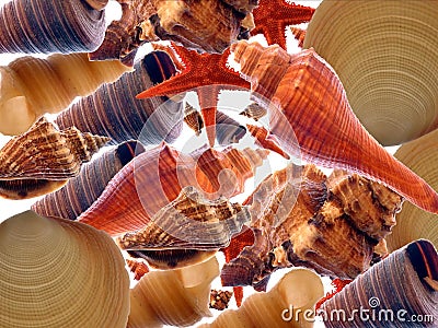 Sea shells Stock Photo