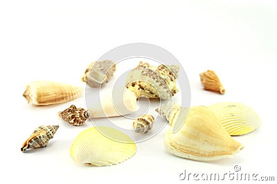 Sea shells Stock Photo