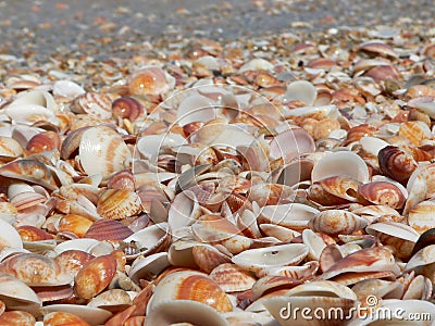 Sea Shells Stock Photo