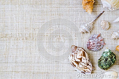 Sea shells arranged on craft texture for background, top view wi Stock Photo