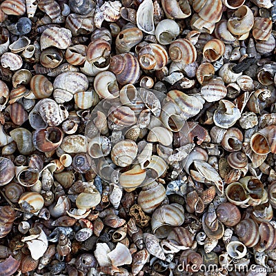 Sea Shells Background Stock Photo