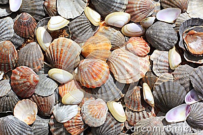 Sea shells background Stock Photo