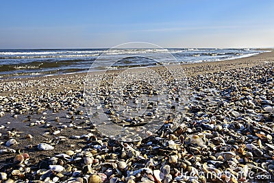 Sea shells on the beach by the Baltic Sea. Beautiful winter landscape Stock Photo