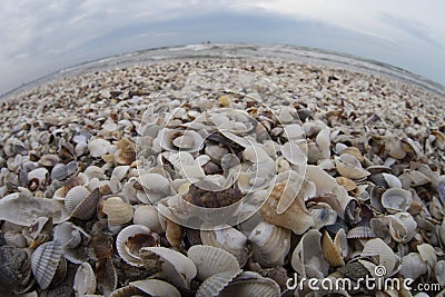 Sea of shells Stock Photo