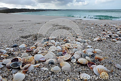 Sea shells at the beach Stock Photo