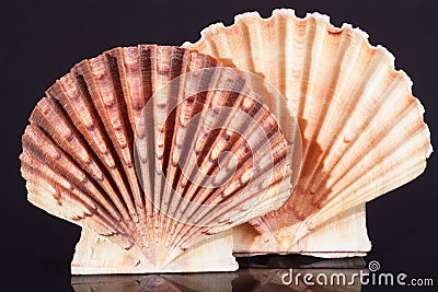 Sea shells of bivalvia on black background macro Stock Photo