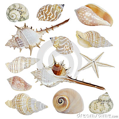 Sea shells collection Stock Photo