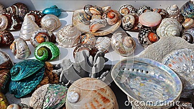 Sea shells Stock Photo