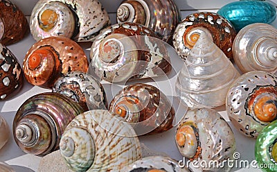 Sea shells Stock Photo