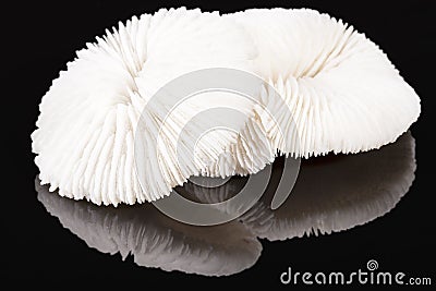 Sea shells of fungia coral isolated on black background Stock Photo