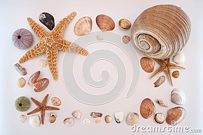 Sea shells on gray background Stock Photo