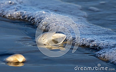 Sea shells at low tide on the Atlantic Ocean beach on Hilton Head Island, South Carolina Stock Photo