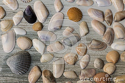 Sea shells and a mussel Stock Photo