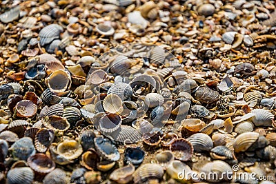 Sea shells on the Pacific coast, California Stock Photo