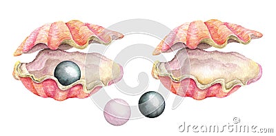 Sea shells with pearls. Watercolor illustration Cartoon Illustration