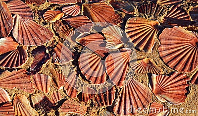 Sea Shells on sand background Stock Photo