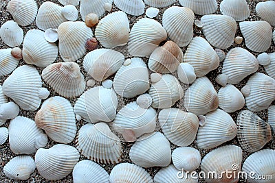 Sea shells sand border Stock Photo