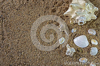 Sea Shells On Sand. Selective Focus On White Sea Shell. Stock Photo