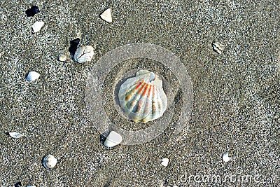 Sea shells, sandy beach Stock Photo
