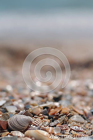 Sea shells with the sea at background Stock Photo