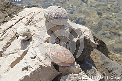 Sea shells and sea urchins, on the rock on sea coast Stock Photo