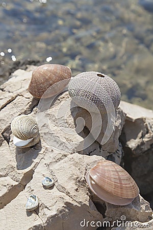 Sea shells and sea urchins, on the rock on sea coast Stock Photo