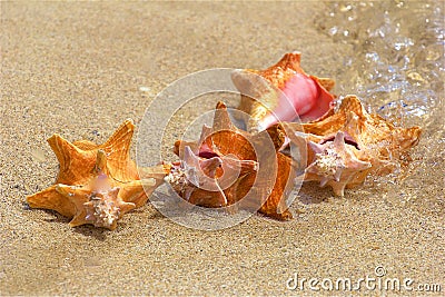 Sea shells on the shore Stock Photo
