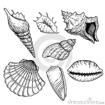 Sea shells sketch set. Hand drawn vector drawing of different types sea and ocean shells. Vector illustrations collection isolated Vector Illustration