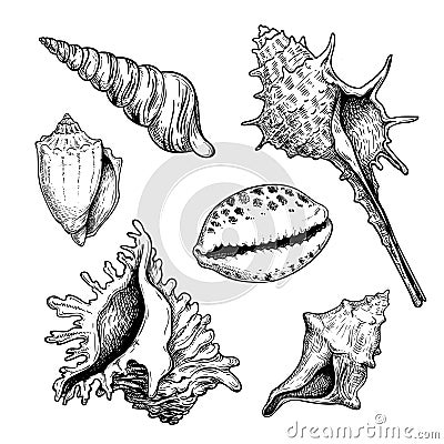 Sea shells sketch set. Hand drawn vector drawing of different types sea and ocean shells. Vector illustrations collection isolated Vector Illustration