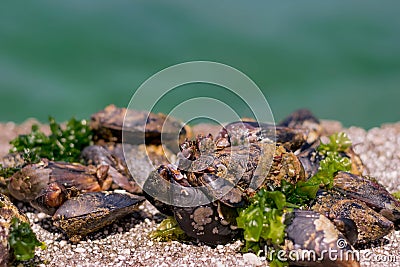 Barnacles and mussels on Ð° rock Stock Photo