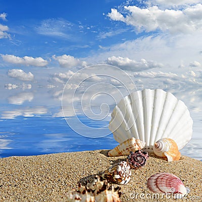 Sea shells and starfish on a beach sand Stock Photo