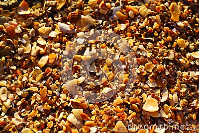 sea shells and stones Stock Photo