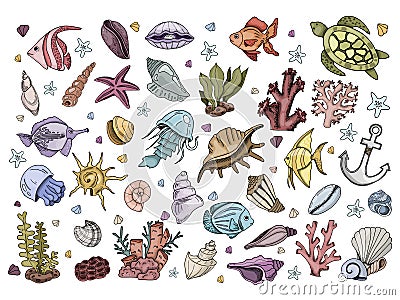 Sea Shells Vector Vector Illustration