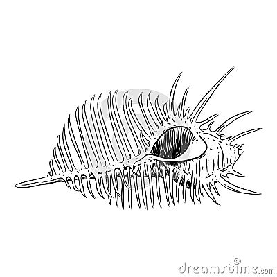 sea shells Venus comb Murex pecten, sea snail shell, marine gastropod mollusk in the family Muricidae Sketch black contour on Vector Illustration