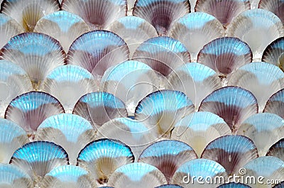 Sea shells wall Stock Photo