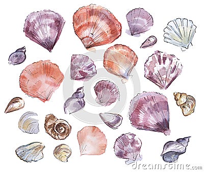 Sea shells watercolor drawing. Stock Photo