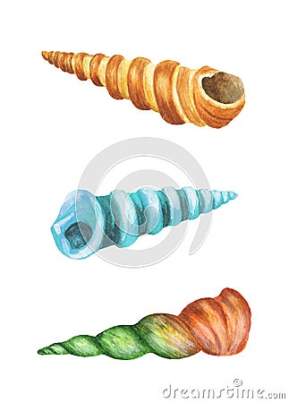 Sea shells. Watercolor illustration Cartoon Illustration